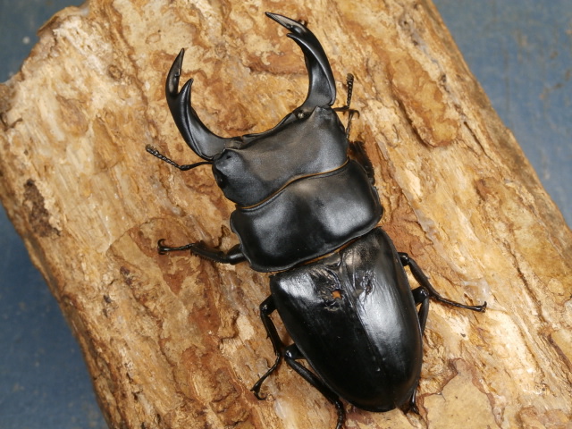 shinya3012超貴重野外採集品オオクワガタペア♂60mm（宮城県産） shinya3012超貴重野外採集品オオクワガタペア♂60mm（宮城県産