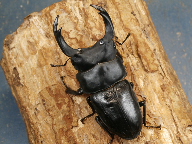 ◆能勢産 オオクワガタ♂83㎜ ♀52㎜ペア◆ ◇能勢産 オオクワガタ♂83㎜ ♀52㎜ペア◇