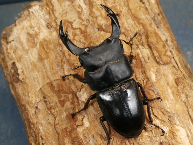 マツノ系統 87ミリ 久留米産オオクワガタ（訳アリ）