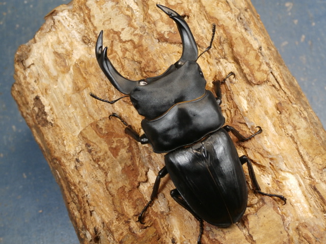 オオクワガタ（能勢）84ミリ♂♀ペア No.9576 昆虫専門店 虫屋