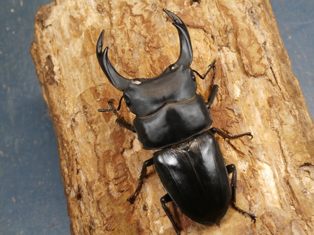 オオクワガタ（能勢）83ミリ♂♀ペア No.9580 昆虫専門店 虫屋
