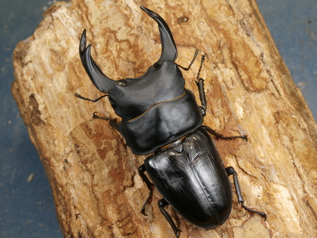 オオクワガタ（能勢）82ミリ♂♀ペア No.9630 昆虫専門店 虫屋ドットコム