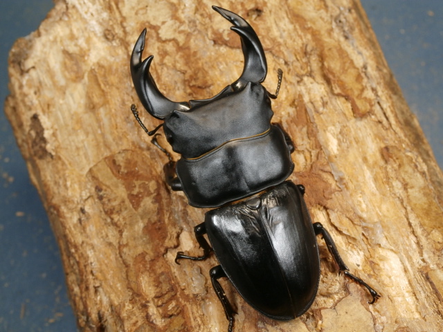 オオクワガタ（阿古谷）78ミリ♂♀ペア No.9702 昆虫専門店 虫屋