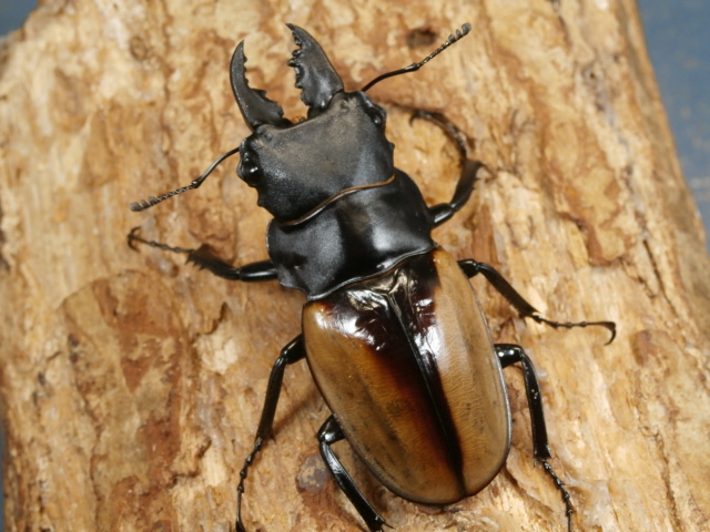 ブルマイスターツヤクワガタ　標本　ペア ブルマイスターツヤクワガタ ♂73.8mm成虫ペア – 昆虫ショップNexus