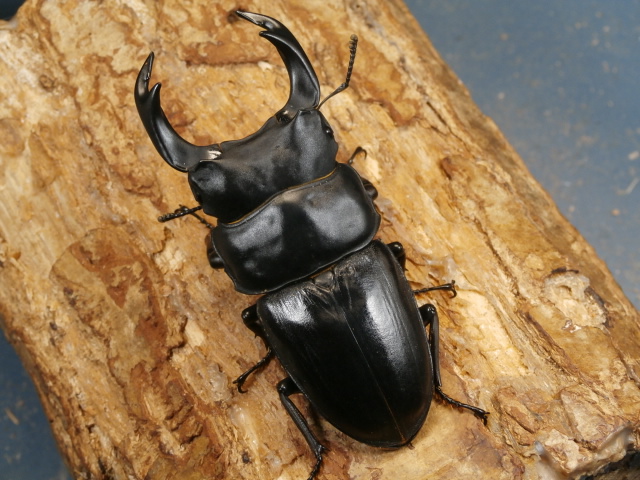 おるなーたMHHC オオクワガタ F0 材割成虫59㎜ 美形コン2位個体