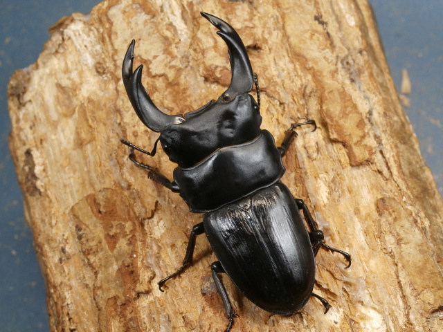 オオクワガタ（久留米）72ミリ♂♀ペア No.9866 昆虫専門店 虫屋