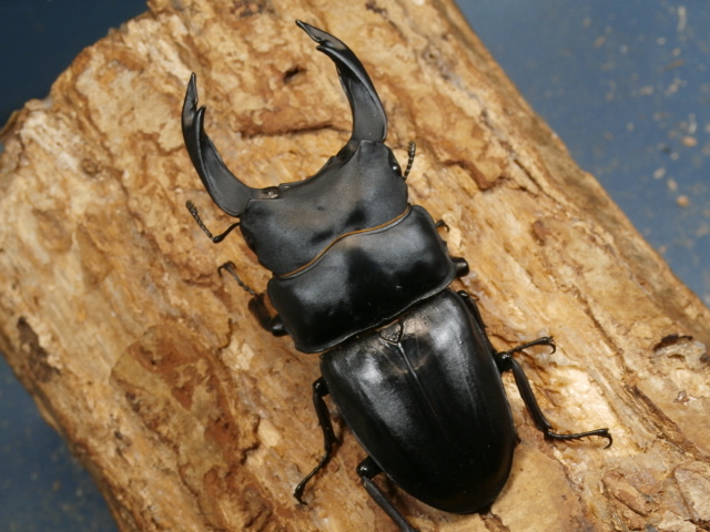 オオクワガタ（能勢）81ミリ♂♀ペア No.9884 昆虫専門店 虫屋