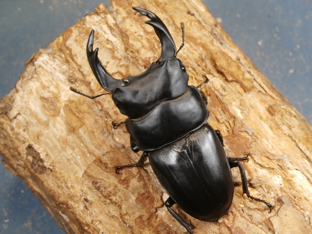 オオクワガタ（能勢）84ミリ♂♀ペア No.9938 昆虫専門店 虫屋