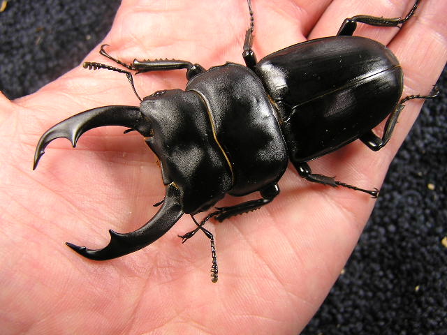 シェンクリングオオクワガタ 初2令幼虫3頭 No.4090 昆虫専門店 虫屋