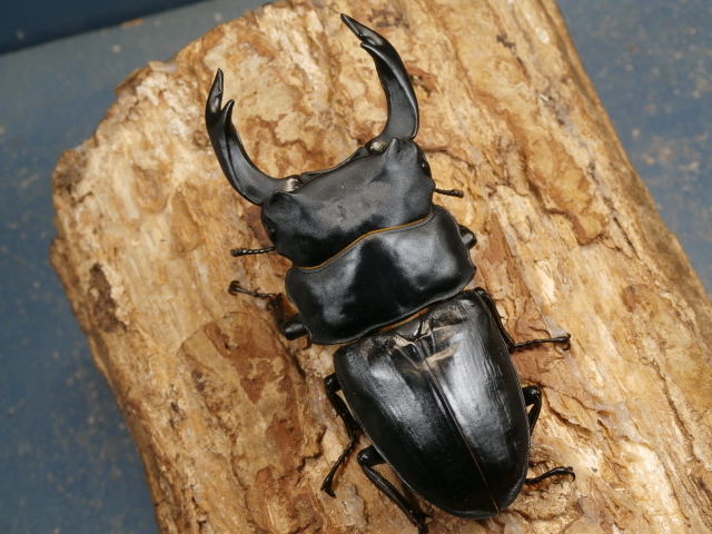 おるなーたMHHC オオクワガタ F0 材割成虫59㎜ 美形コン2位個体 おる