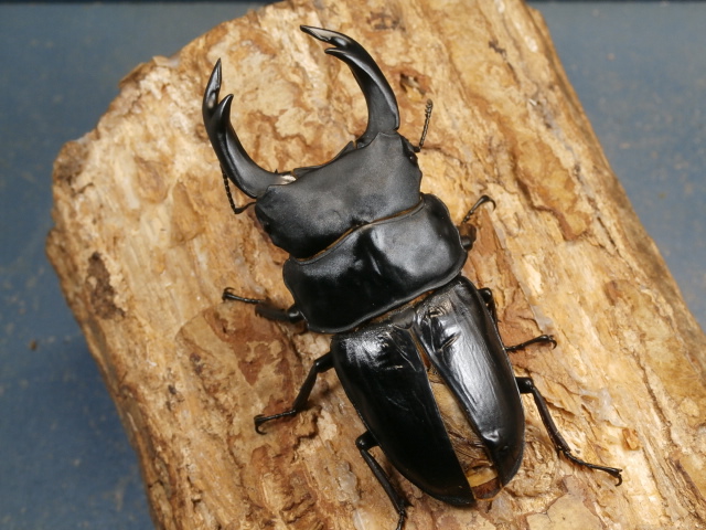 国産オオクワガタ♂♀ペア　標本 標本】北海道産オオクワガタペア 昆虫標本 - メルカリ