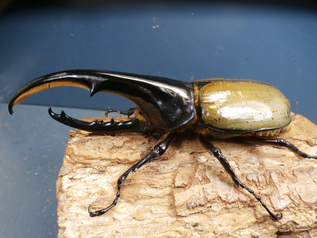 【匿名配送】ヘラクレス様 ヘラクレス（ヘラヘラ）142ミリ♂♀ペア No.1056 昆虫専門店 虫屋