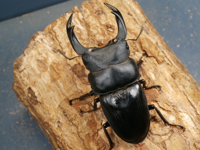オオクワガタ89.8mm 能勢産　YG血統 昆虫標本用として オオクワガタ89.8mm 能勢産 YG血統 昆虫標本用として オオクワガタ