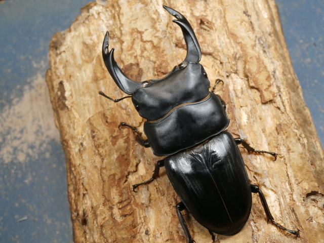 オオクワガタ（能勢）88ミリ♂♀ペア No.1059 昆虫専門店 虫屋ドットコム