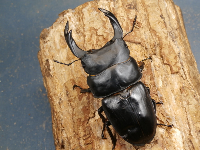 オオクワガタ（能勢）88ミリ♂♀ペア No.1060 昆虫専門店 虫屋ドットコム