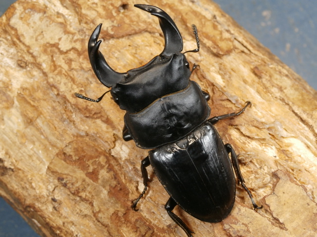 ホペイオオクワガタ72ミリ♂♀ペア No.1088 昆虫専門店 虫屋ドットコム