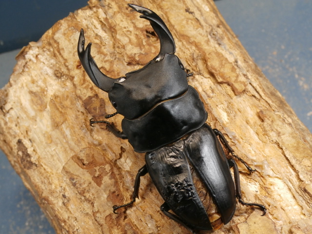 オオクワガタ（久留米）84ミリ♂♀ペア No.1091 昆虫専門店 虫屋ドットコム