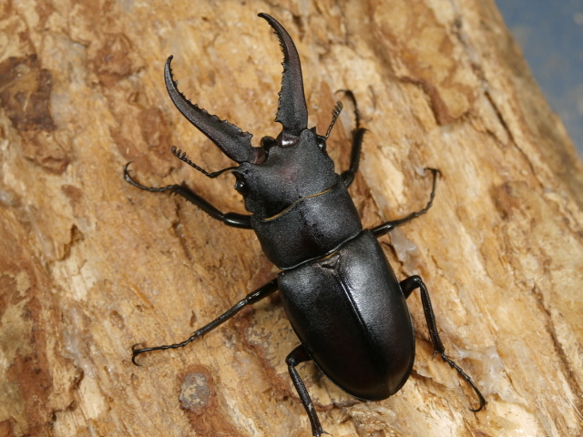 本土ノコギリ1♂2♀計3頭 No.1104 昆虫専門店 虫屋ドットコム