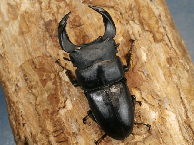 ✴︎ オオクワガタ ポペイ 最強個体 顎幅7.7㎜ ✴︎ オオクワガタ