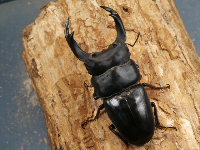 オオクワガタ（能勢）80ミリ♂♀ペア No.1151 昆虫専門店 虫屋ドットコム