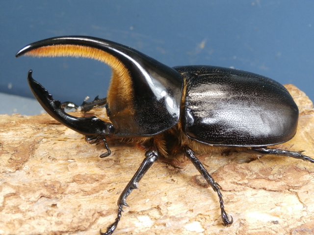 サタンオオカブト初2令幼虫3頭 No.1152 昆虫専門店 虫屋ドットコム