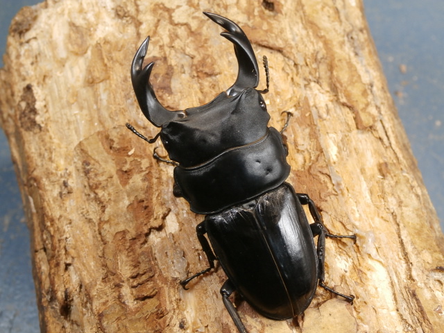 オオクワガタ（川西）72ミリ♂♀ペア No.1154 昆虫専門店 虫屋ドットコム