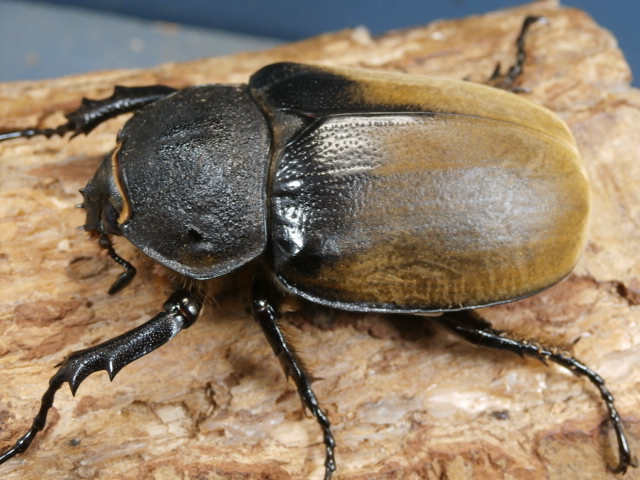 イイジマゾウカブト64ミリ♀単品 No.1157 昆虫専門店 虫屋ドットコム