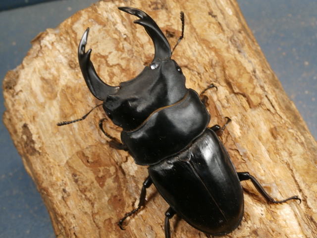 オオクワガタ（能勢）85ミリ♂♀ペア No.1189 昆虫専門店 虫屋ドットコム