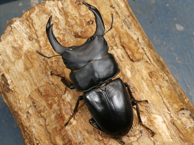 オオクワガタ（能勢）83ミリ♂♀ペア No.1224 昆虫専門店 虫屋ドットコム