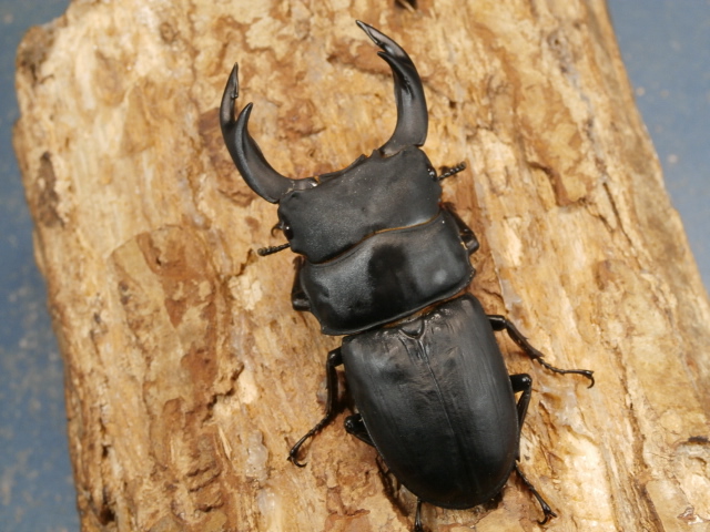 オオクワガタ（久留米）72ミリ♂♀ペア No.1227