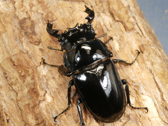 モザイク　雌雄同体　タランドゥス　死虫　標本 モザイク 雌雄同体 タランドゥス 死虫 標本