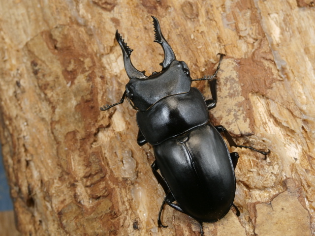 セリコルニスノコギリ48ミリ♂♀ペア No.1288 昆虫専門店 虫屋ドットコム