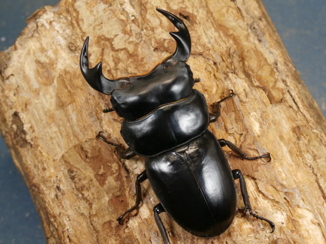 アンタエウス（マレー）71ミリ♂♀ペア No.1292 昆虫専門店 虫屋ドットコム