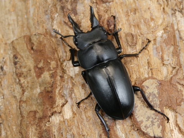 セリコルニスノコギリ♂単品 No.1294 昆虫専門店 虫屋ドットコム