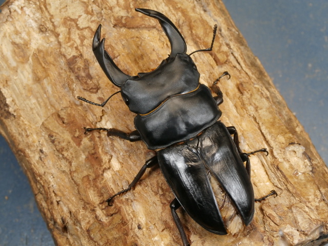 オオクワガタ（能勢）89ミリ ♂単品 No.1301 昆虫専門店 虫屋ドットコム