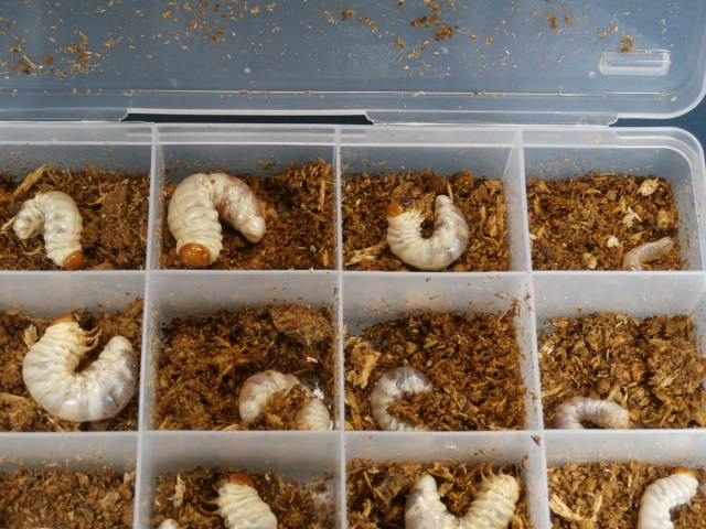 野外採集 不明幼虫5頭 No.1311 昆虫専門店 虫屋ドットコム