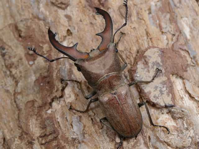 スズムラホソアカ42ミリ1♂2♀計3頭 No.1353 昆虫専門店 虫屋ドットコム