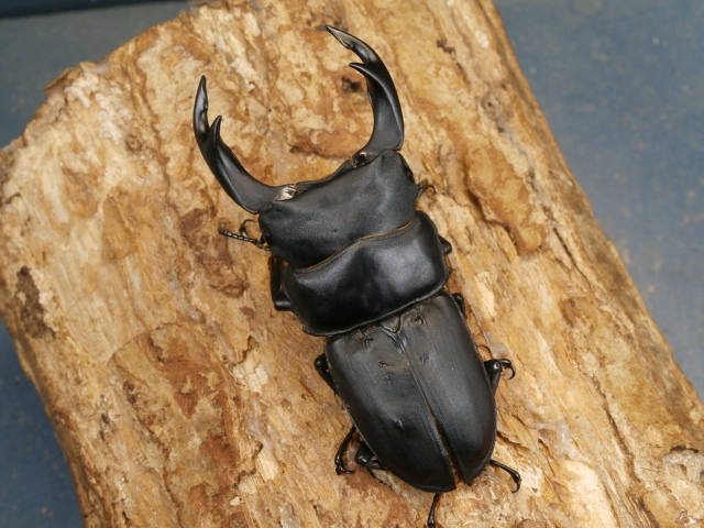 オオクワガタ（久留米）76ミリ♂♀ペア No.1348 昆虫専門店 虫屋ドットコム