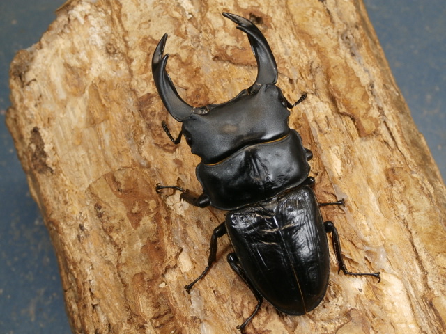 オオクワガタ（久留米）75ミリ♂♀ペア No.1349 昆虫専門店 虫屋ドットコム