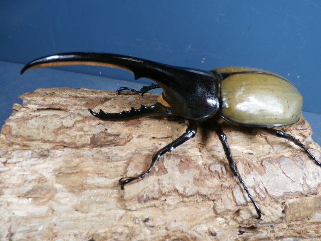 ヘラクレス（ヘラヘラ）122ミリ♂♀ペア No.1371 昆虫専門店 虫屋