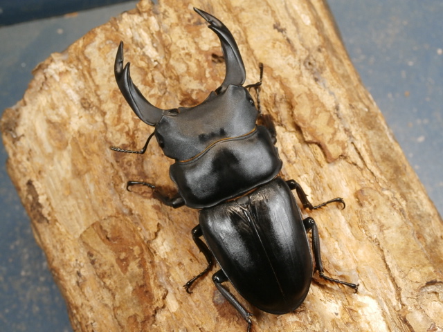 オオクワガタ（能勢）82ミリ♂♀ペア No.1516