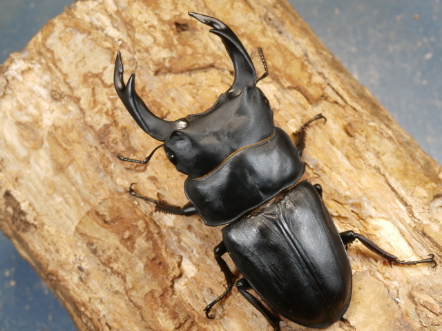 オオクワガタ（能勢）83ミリ♂♀ペア No.1517