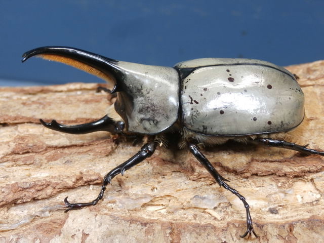 グラントシロカブト初2令幼虫3頭　 No.1526