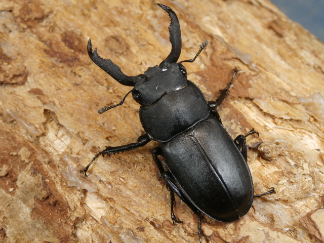 アマミシカクワガタ 41ミリ♂♀ペア No.1527
