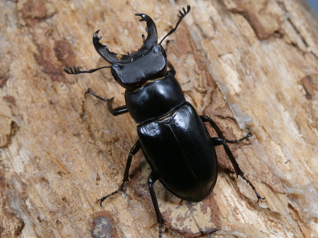 ミクラミヤマ♂♀ペア No.1581 昆虫専門店 虫屋ドットコム