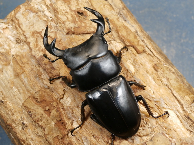 グランディス（ミャンマーグラン）75ミリ♂単品 No.1640