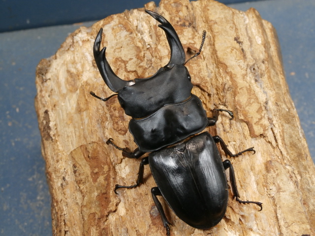 オオクワガタ（能勢）82ミリ♂♀ペア No.1643