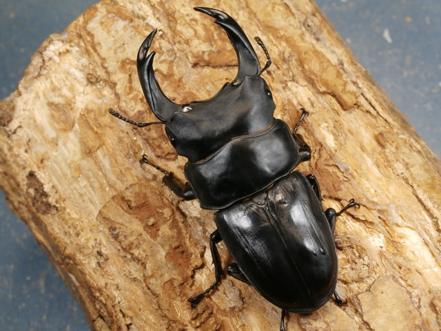 オオクワガタ（能勢産）80ミリ♂♀ペア No.1644