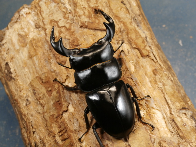 アンタエウス（インドアンテ）74ミリ♂♀ペア　No.1645