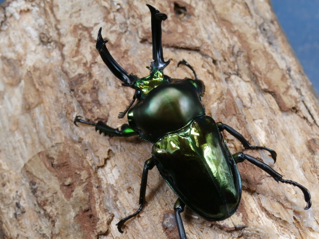 ニジイロクワガタ56ミリ♂♀ペア No.1646